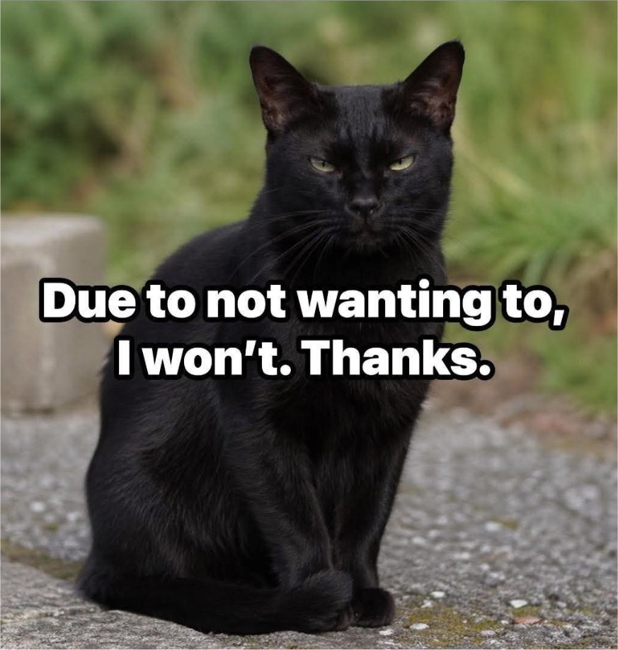 caturday wont majorgeeks.jpg